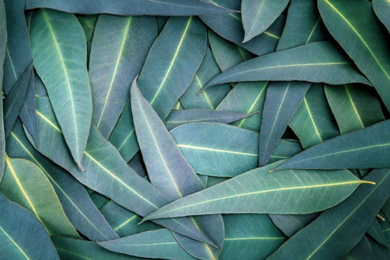 the nature eucalyptus leaves background