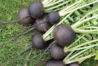 le radis noir atteint sa pleine maturité en octobre