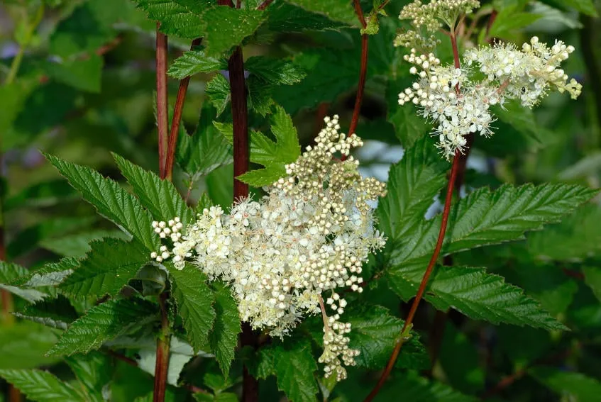 fleurs de reine-des-prés dans le jardin d'herbes