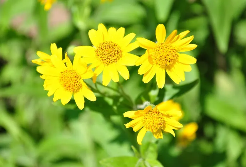 arnica nord-américaine (arnica chamissonis)