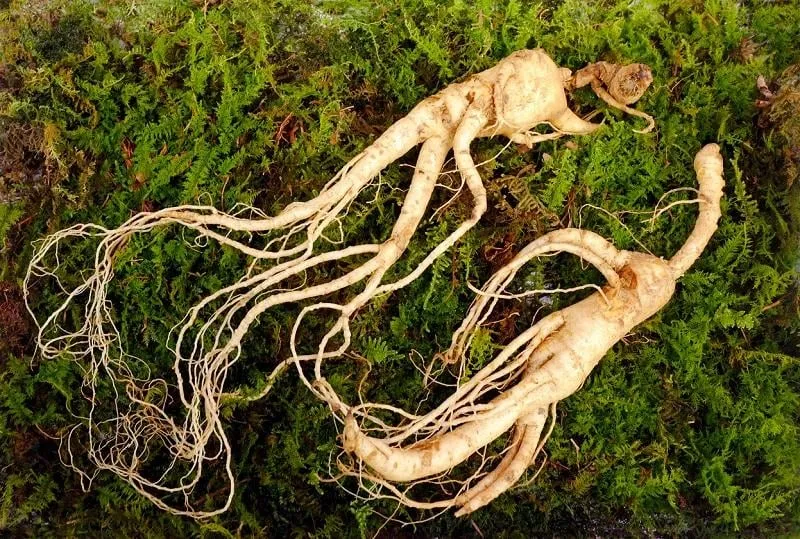 wild korean ginseng root wild ginseng can be processed to be red or white ginseng ginseng has been used in traditional medicine