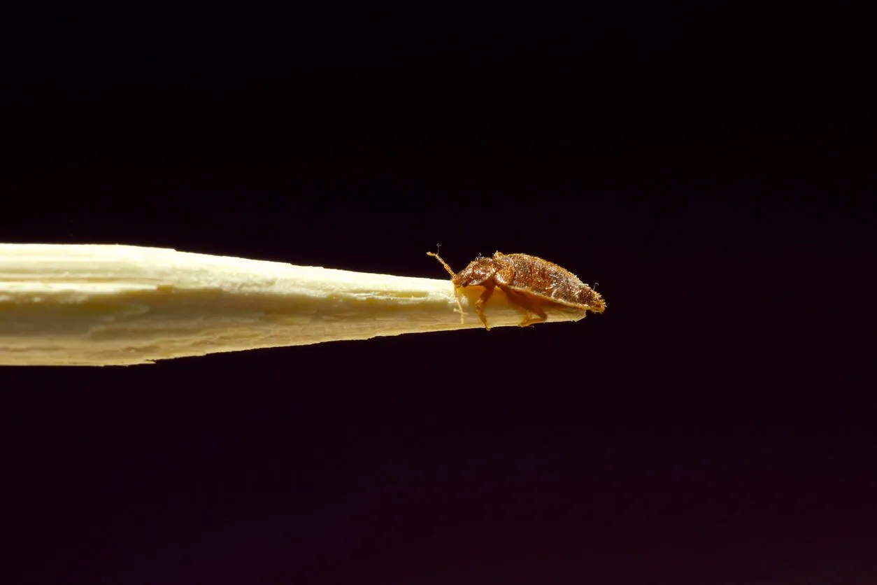 a macro photo of a bed bug on a stick