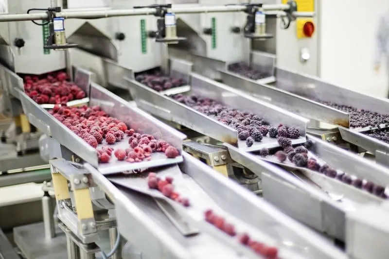 framboises rouges congelées dans les machines de tri et de traitement