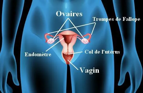 illustration de l'organe reproducteur du corps féminin