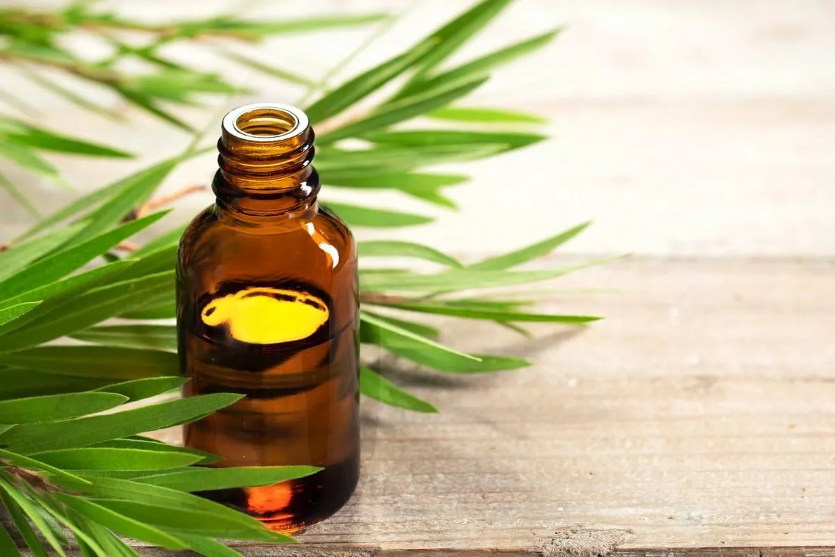 tea tree oil in the amber glass bottle and fresh tea tree leaves