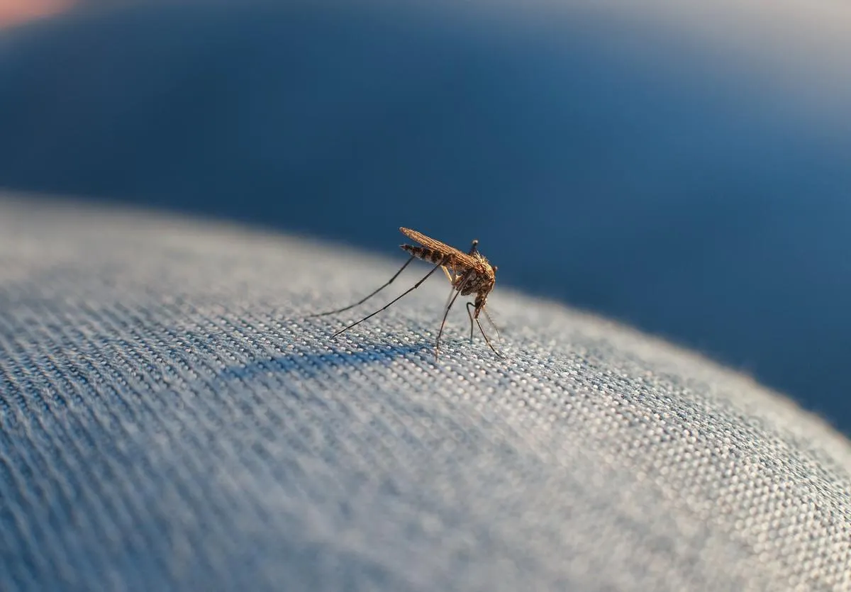the bite of a mosquito on human body through the fabric on the leg