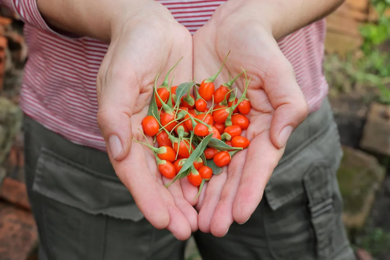 agriculture, farmer holding goji berry fruit in hands, healthy eating