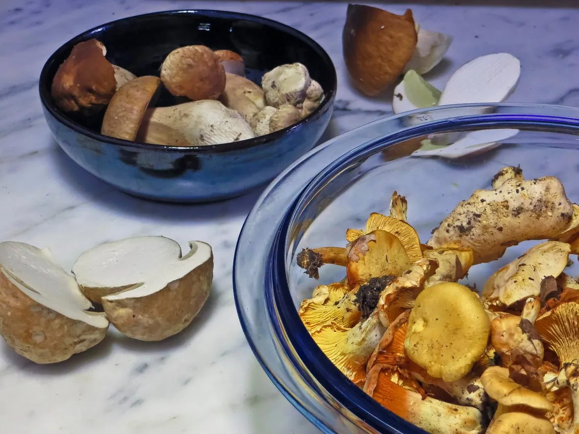 fresh mushrooms, funghi freschi appena colti