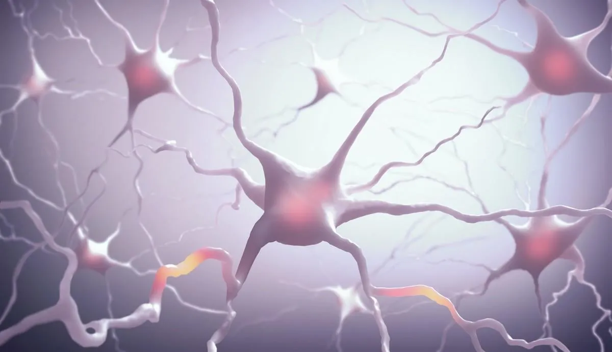 inside the brain concept of neurons and nervous system