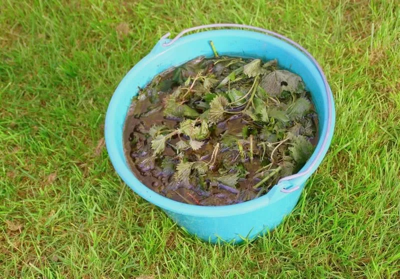 sceau de purin d'ortie