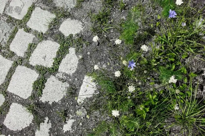 grüne wiese und blumen mit pflastersteinen