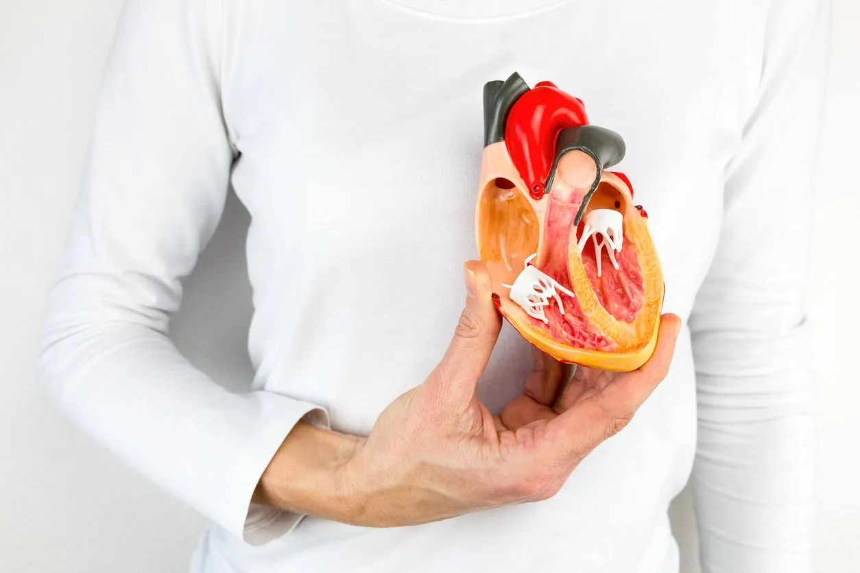 hand holds human heart model at body