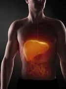 concentré sur le foie de l'homme