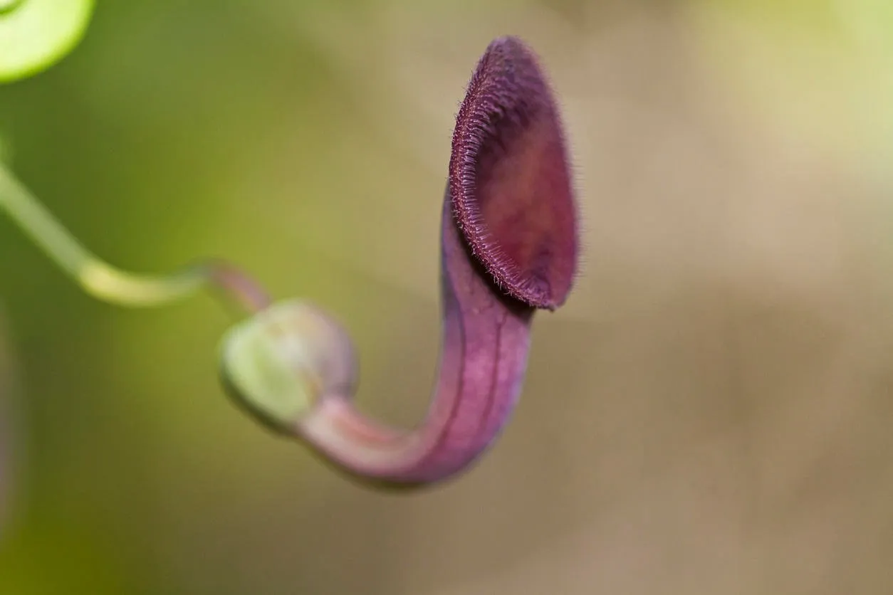 close up view of the beautiful andalusian dutchman's pipe (aristolochia baetica) vine