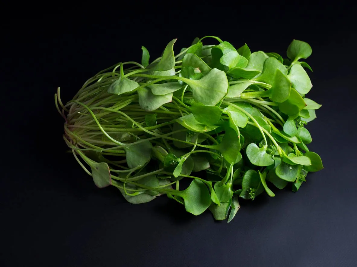 bundle of fresh green purslane isolated on black background