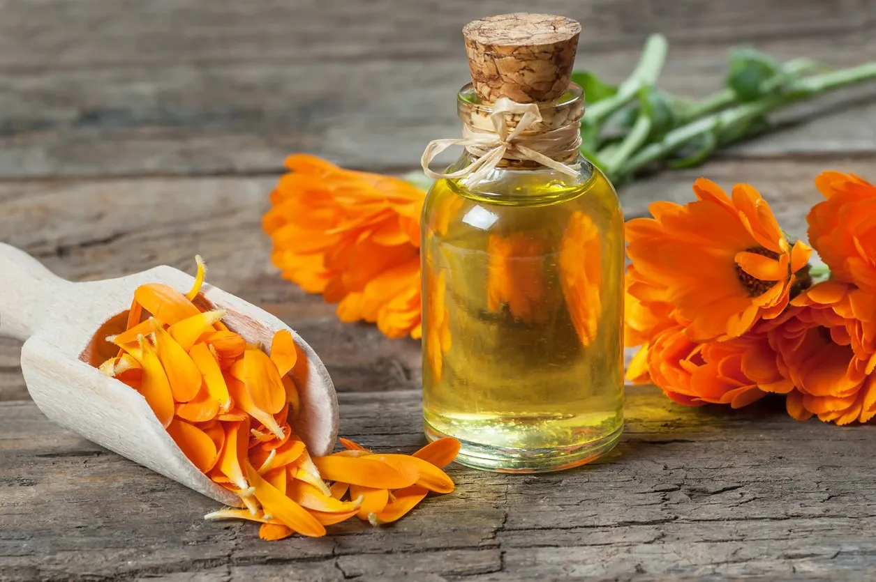 glass bottle of calendula essential oil with fresh marigold flowers on wooden table aromatherapy marigold oil herbal medicine background concept with copy space