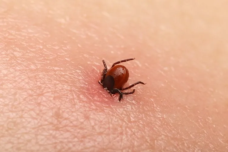 encephalitis tick ticks on human skin ixodes ricinus can transmit both bacterial and viral pathogens such as the causative agents of lyme disease and tick-borne encephalitis