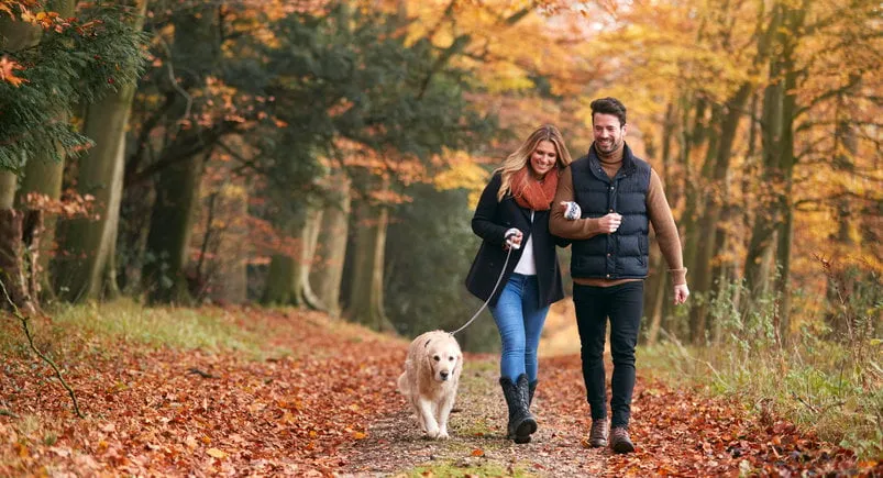 loving couple walking with pet golden retriever dog along autumn woodland path through trees