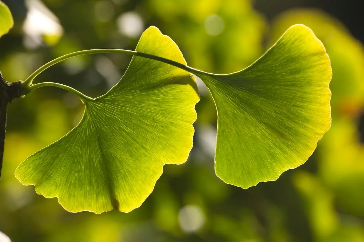 close-up of green leaves (ginkgo biloba) shallow dof