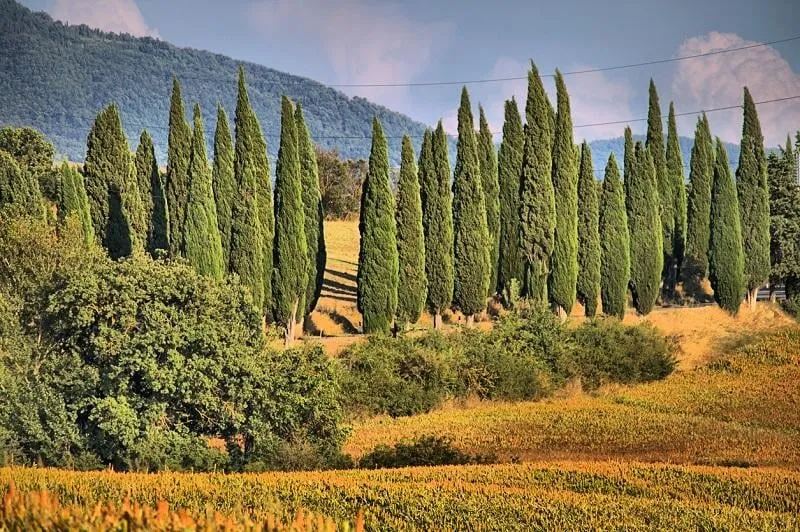 cypress trees in a classical tuscan landscape - hdr