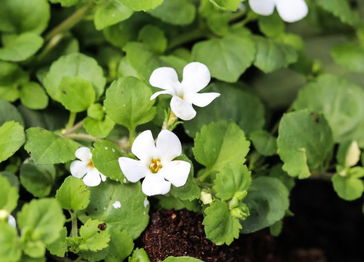 close up of waterhyssop plant in garden