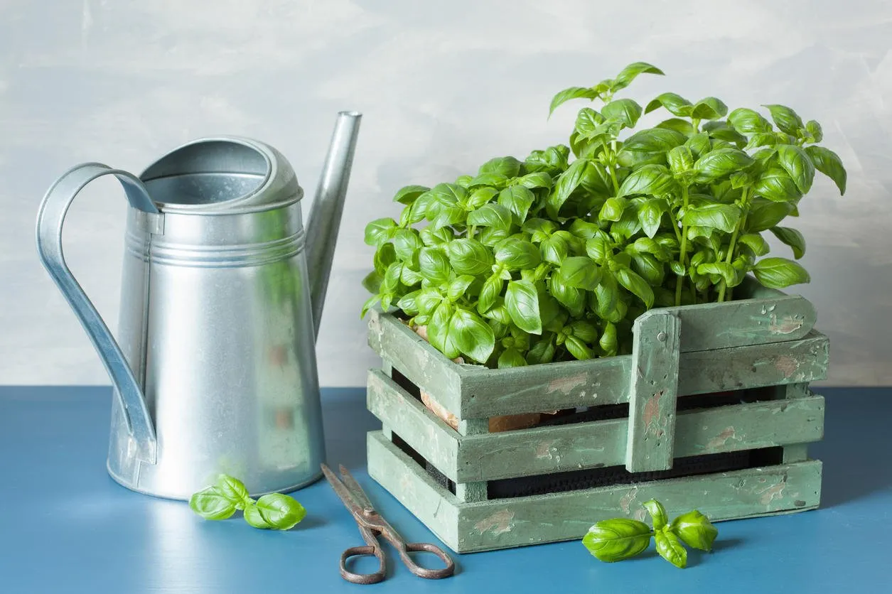 fresh basil herbs in rustic container, watering can