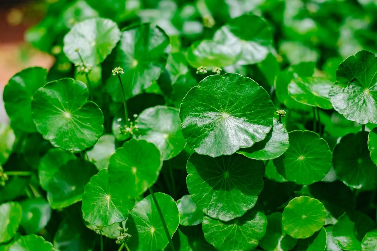 hydrocotyle umbellate