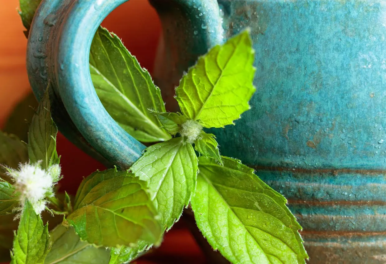 bunch of fresh green mint leaf on a wooden background
