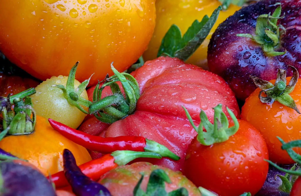 fresh farm tomatoes and chili peppers (cayenne pepper) red, yellow, purple, orange tomatoes and cherry tomatoes texture, variety, close-up, drops of water