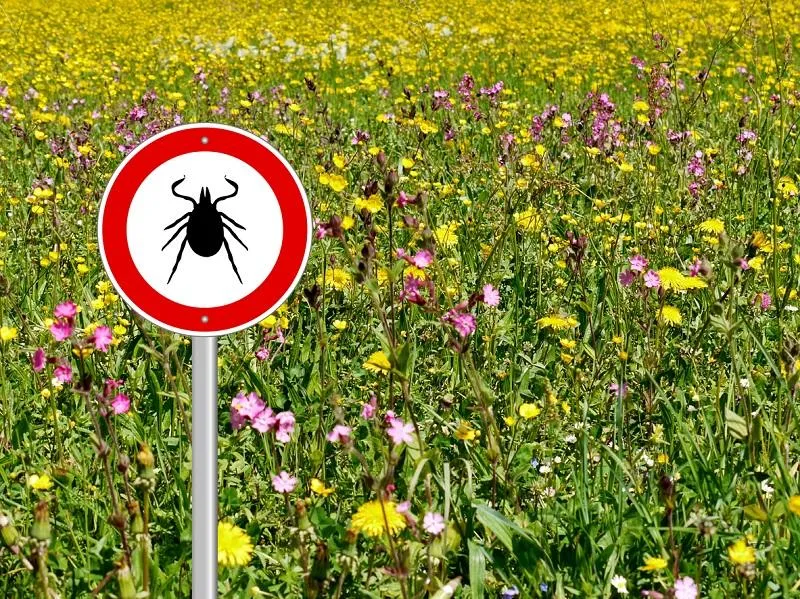 tick sign in flower meadow background