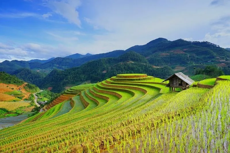 rice fields on terrace in rainy season at mu cang chai, yen bai, vietnam rice fields prepare for transplant at northwest vietnam