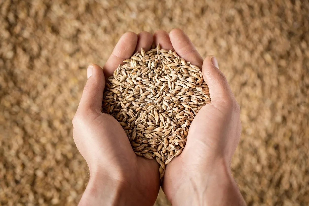 close up of cupped farmer's hands full of grain
