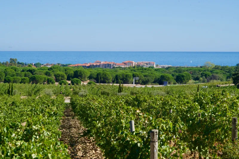 wineyards in front of the marina of argelès sur mer