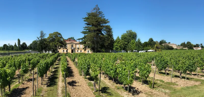 vineyards at chateau marquis de vaban near the town of blaye in nouvelle-aquitaine region of southwest france