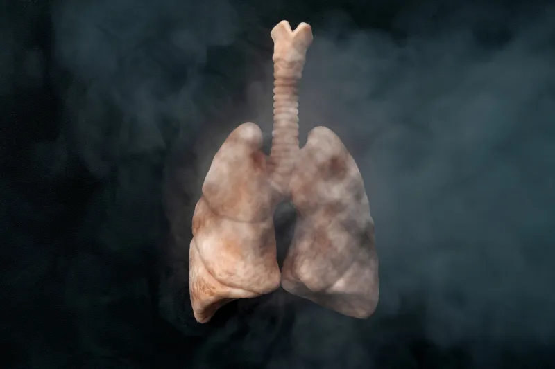 cigarettes harm your health, lung cancer, no smoking and nicotine addiction concept theme with diseased lungs inhaling cancerous smoke on black background