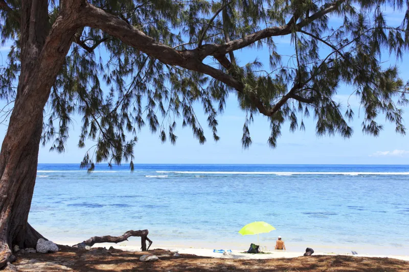 beach sand and trees