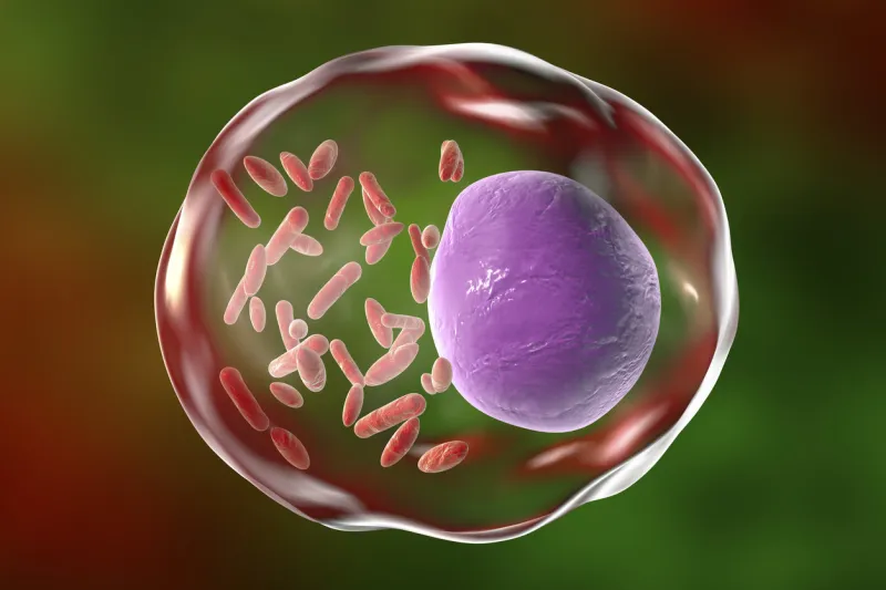 bacteria rickettsia inside human cell, 3d illustration gram-negative bacteria which cause epidemic typhus, murine typhus other rickettsioses and are transmitted by arthropods