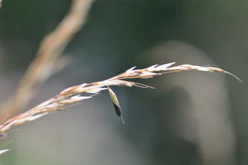a fungus in the family clavicipitaceae fruiting on grass in somerset, uk