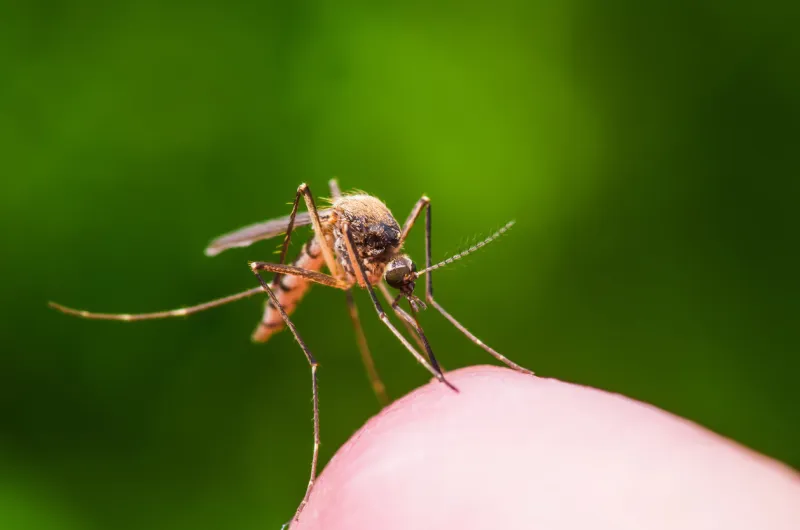 macro photo of yellow fever, malaria or zika virus infected mosquito insect bite on green background