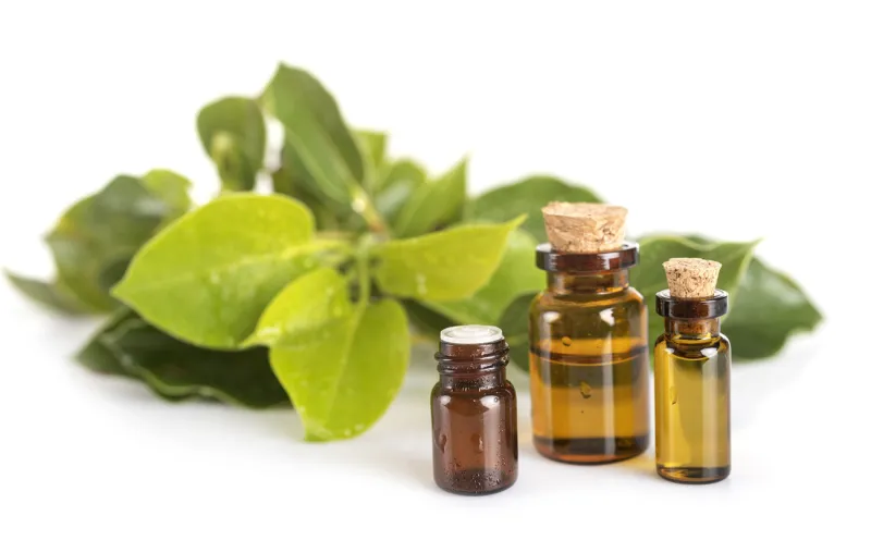 cinnamomum camphora in front of white background