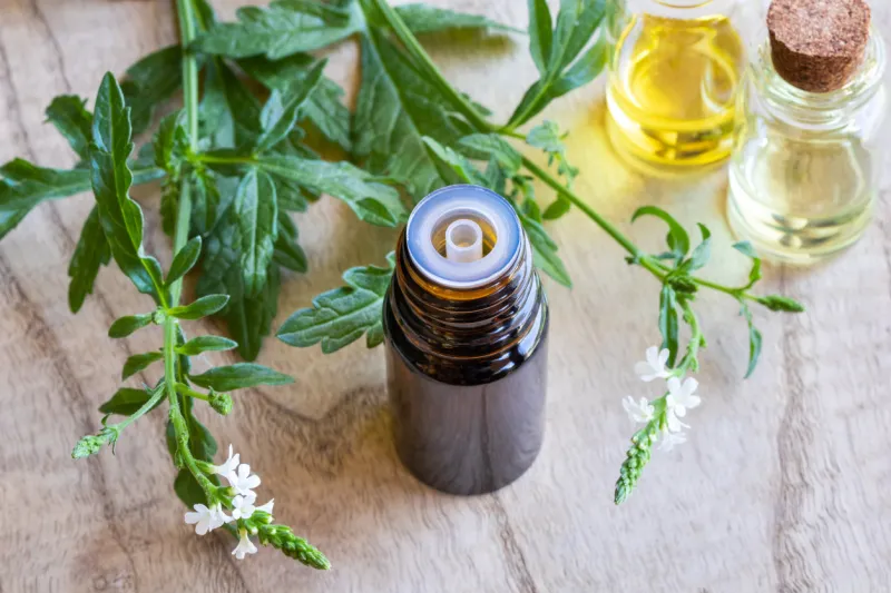 a bottle of common vervain essential oil with fresh blooming verbena officinalis plant