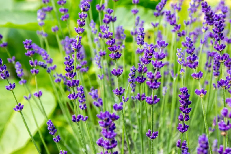 lavandula angustifolia bunch of flowers in bloom