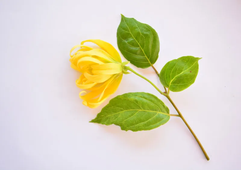 properties of dizziness used as a fragrance use as a tonic the heart is moisturizing nourishing blood to ylang ylang nourish the heart disease, thirst, fatigue, thirst in the thai medicinen