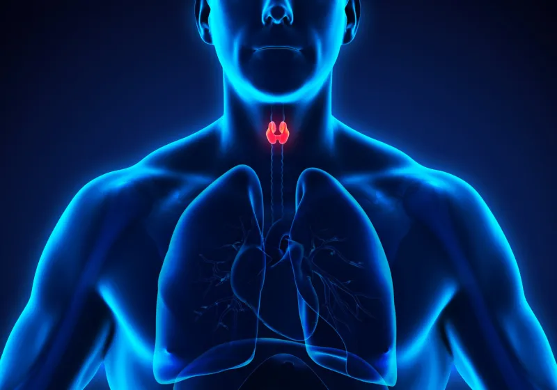 human thyroid gland illustration 3d render