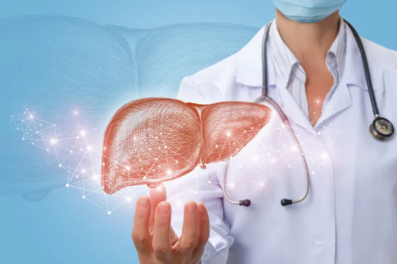 doctor shows liver in hand on a blue background