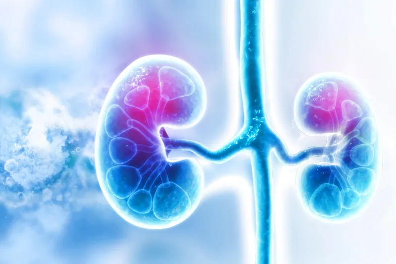 human kidney on scientific background
