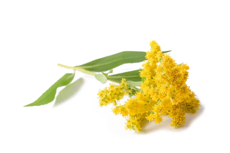 goldenrod (solidago gigantea) flowers isolated on white