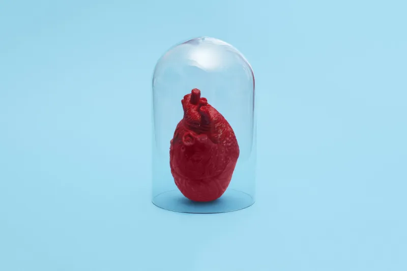 human heart in quarantine under a glass cloche dome on a blue background with copy space and room for text