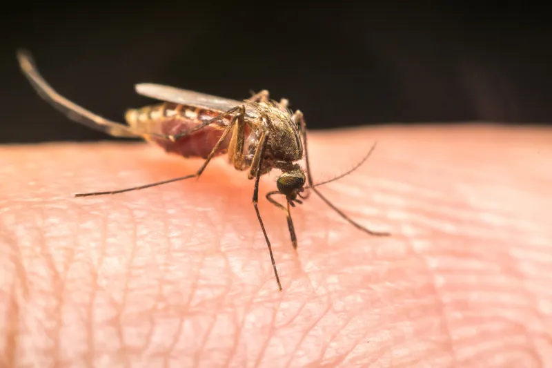 macro of mosquito (aedes aegypti) sucking blood close up on the human skin mosquito is carrier of malaria, encephalitis, dengue and zika virus