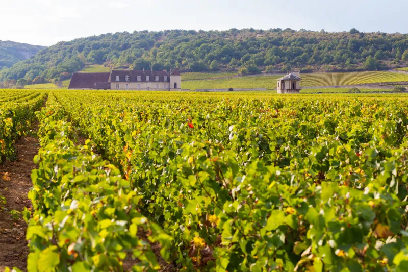18 september 2019 view of vougeot castle, famous castle surrounded by vineyards in burgundy region, in autumn season,france